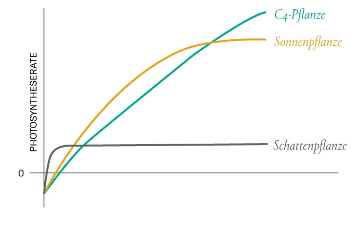 Lichtaspekte für das Pflanzenwachstum