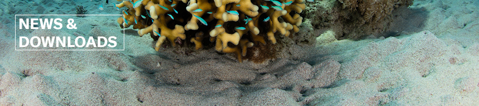 Banner News und Downloads